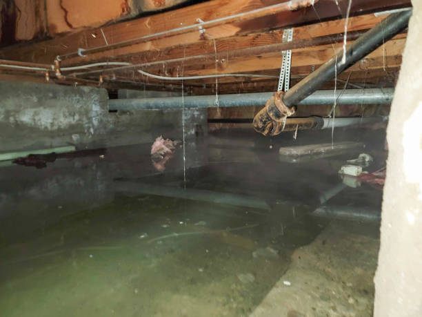 Best Basement water damage restoration  in Celoron, NY