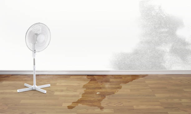 Best Professional water damage repair  in Celoron, NY